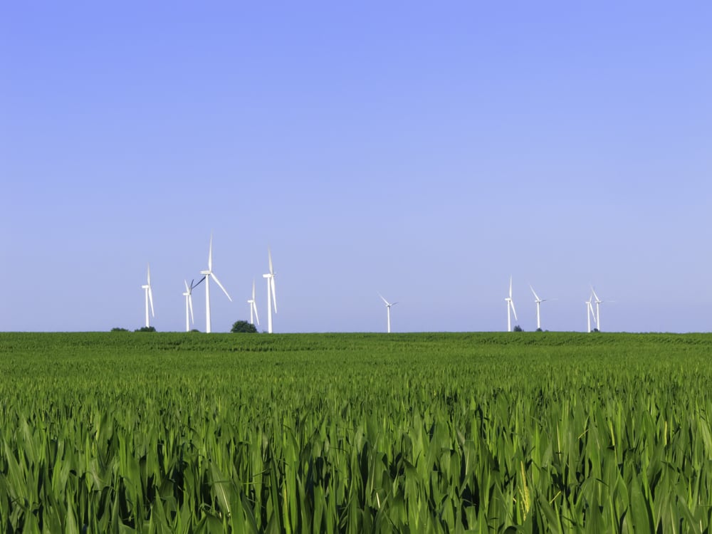 Wind turbines stand above horizon of corn field in northern Illinois